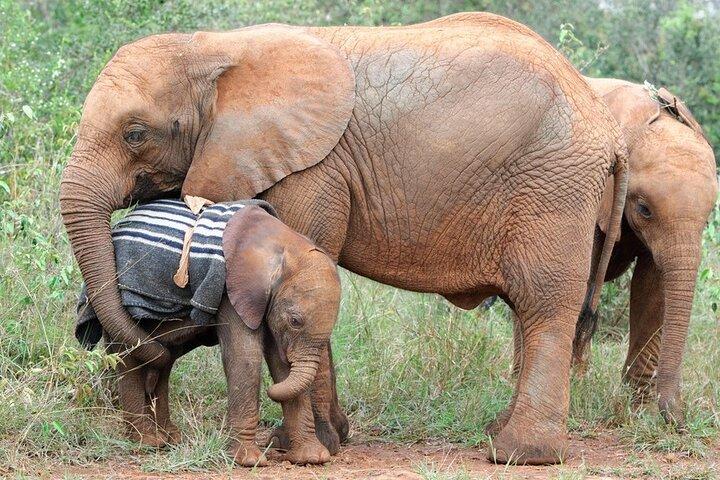 Elephant Orphanage & Giraffe Centre Tour