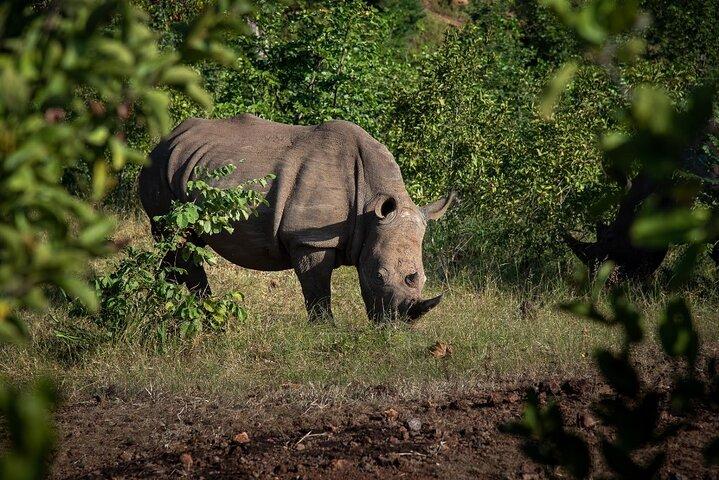 Rhino Walk