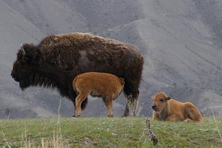 Yellowstone Upper Loop Wildlife Safari | Lamar Valley | PRIVATE