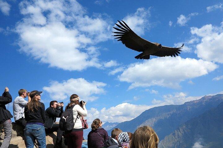 Colca Canyon 2 days from Arequipa with final transfer to Puno