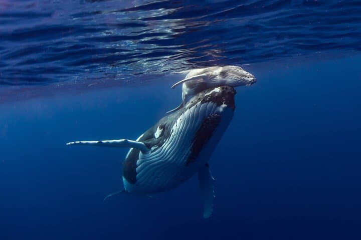 Half-Day Humpback Whales Encounter in Moorea