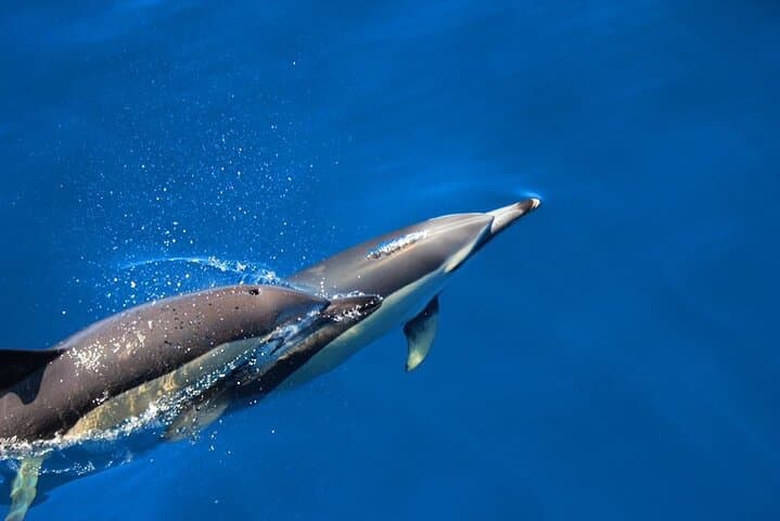 Terceira Island: Swimming with Wild Dolphins | Natural Habitat