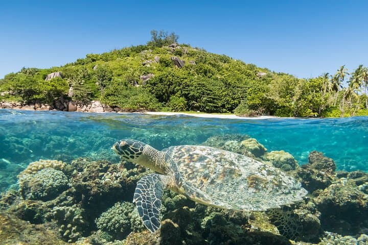 Full Day Reef Safari at St Anne Marine Park Seychelles