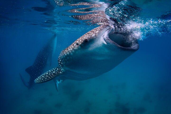 Cebu Whale Shark Encounter, Moalboal Sardines & Tumalog Falls