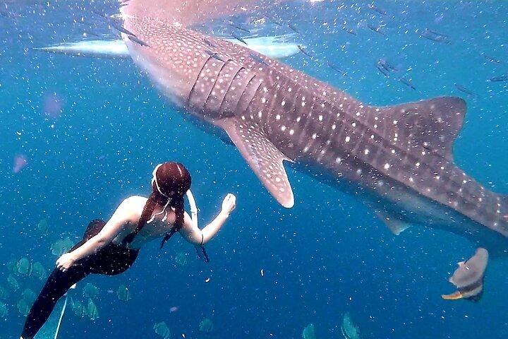 Cebu: Oslob Whale Shark Swimming & Kawasan Falls Canyoneering