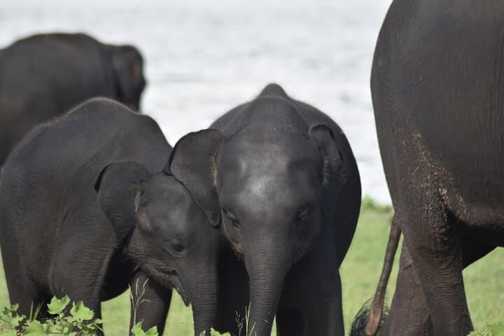 Private Elephant Safari at Minneriya National Park-All Inclusive