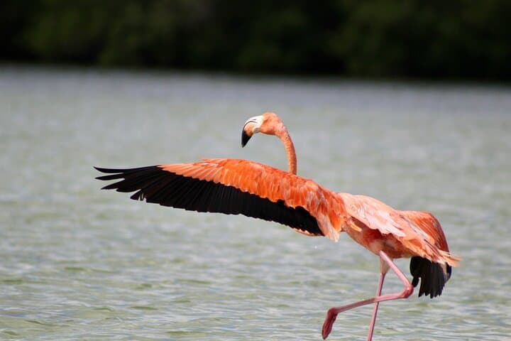 Rio Lagartos+Coloradas Tourist Collective (Lake Rosa)+Cenote