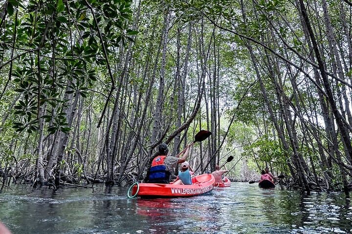 1 Hour Mangrove Tour From Lembongan with Kayak, Paddle, or Boat