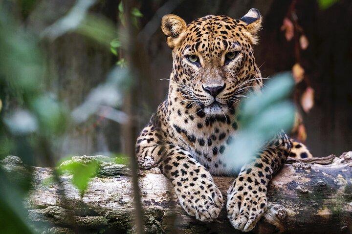 Wilpattu Jeep Safari and Anuradhapura Day Tour from Trincomalee