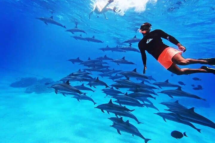 Samadai Dolphin House Snorkel Trip From Marsa Alam