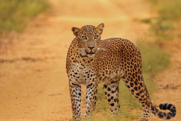 Kumana National park Full day safari