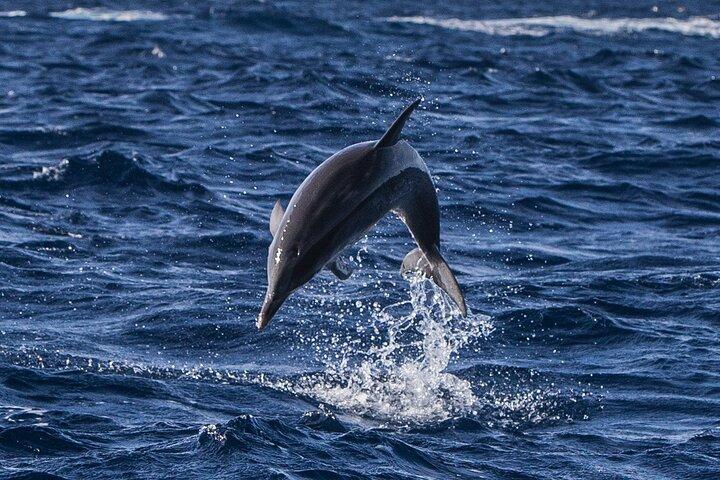 Watching whales and dolphins on Terceira Island