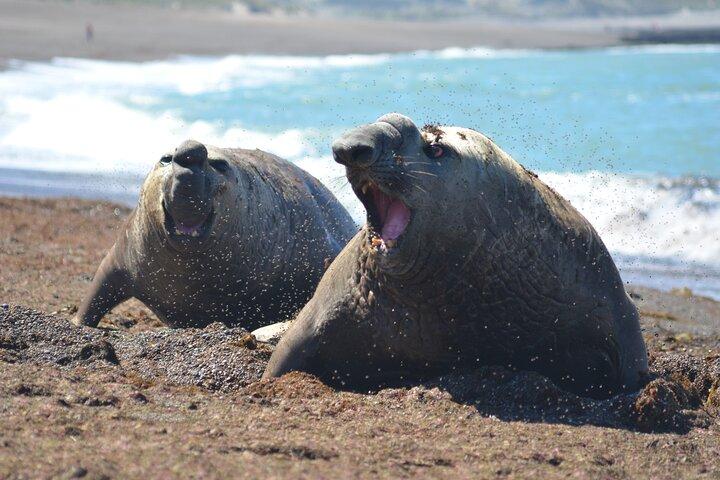 Peninsula Valdés Excursion with Whale Watching Included