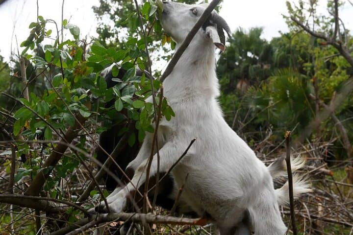 Taghazout Goat Trees & Souk El Had and hotel pickup included