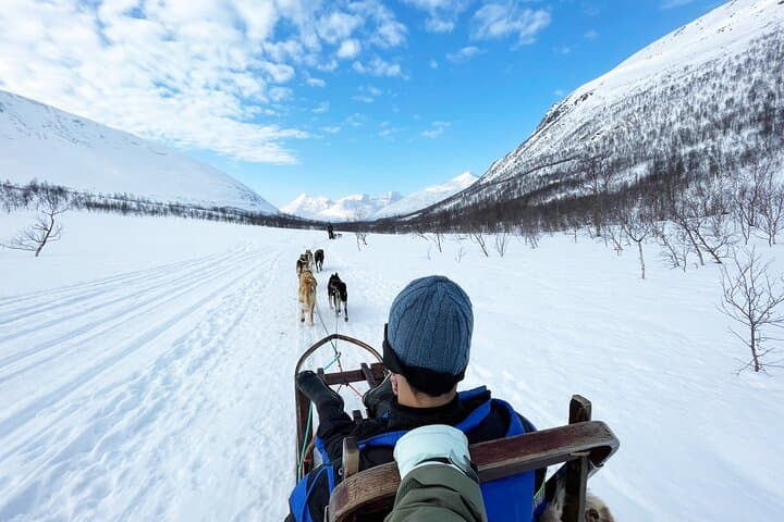 Dog Sledding: A Self-Drive Arctic Experience from Tromsø