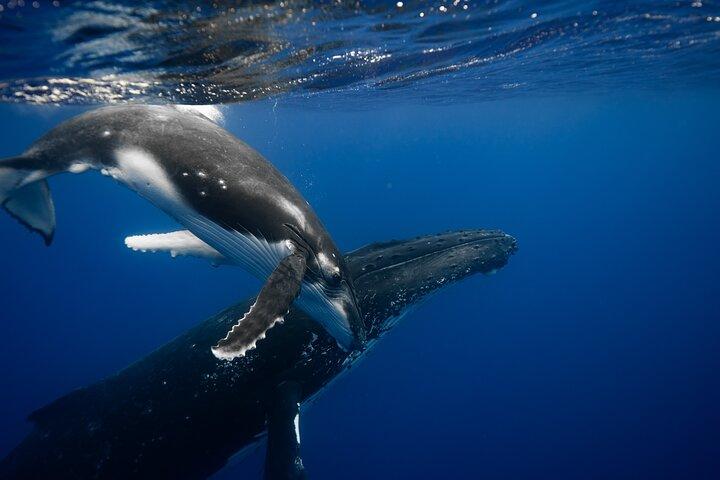 Whale watching and snorkelling in Moorea