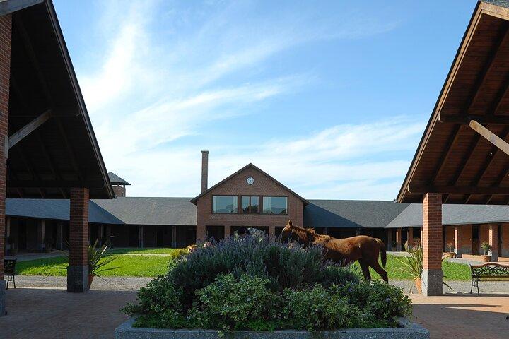 Horses Asado and Nature a day in a Thoroughbred Farm