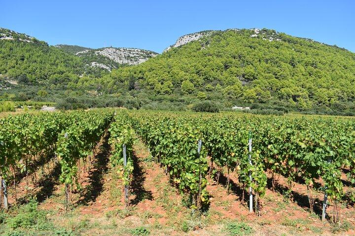 Wine & Sightseeing Tour Korcula