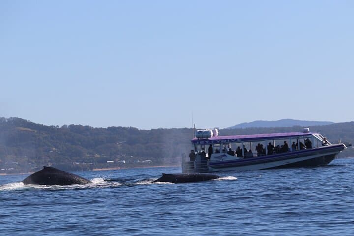 Whale Watching in Coffs Harbour