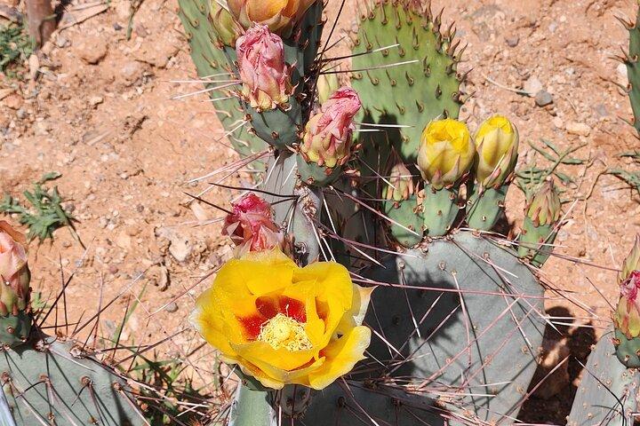 City of Tucson Tour