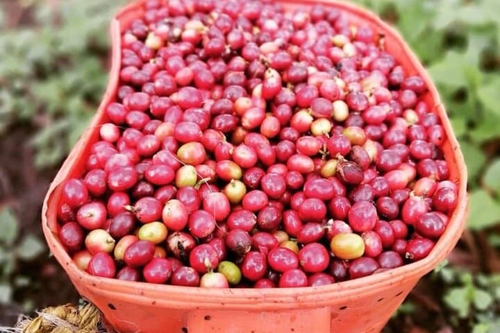 Private Tour of Salento Cocora Valley and Coffee Farm