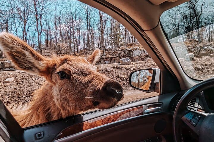Ottawa Parc Omega Private Tour with Hotel Transfer