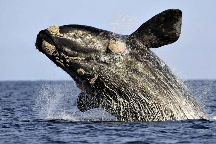 Whale Watching Hermanus: