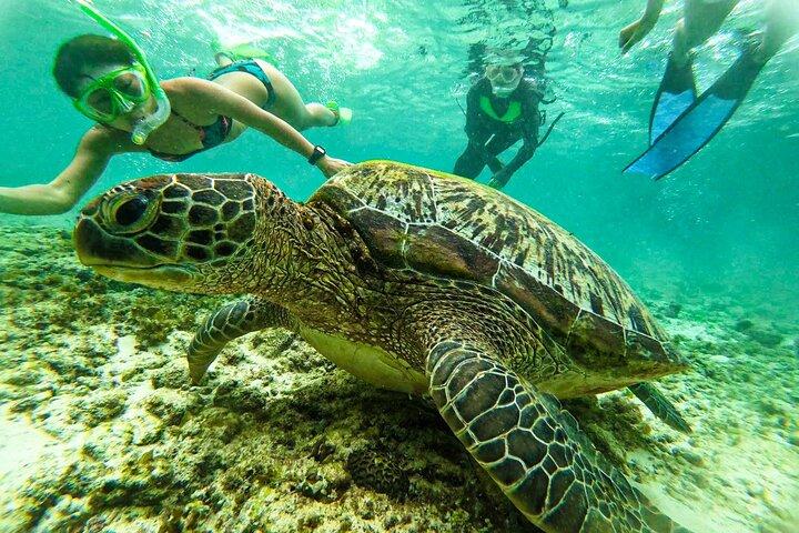Oslob Whale Sharks and Moalboal Sardine Run, Sea Turtles Tour