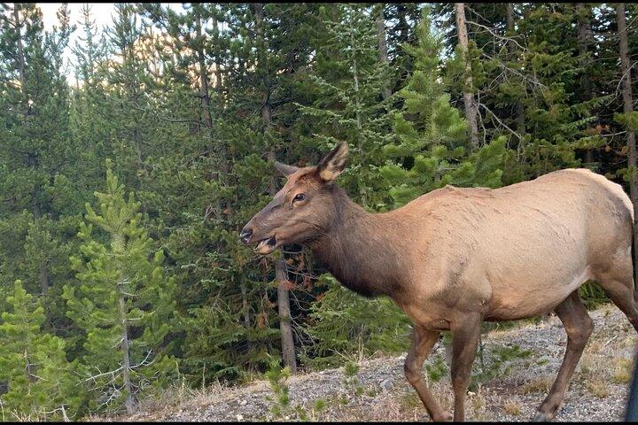 Yellowstone Wildlife and Photo Tours “Upper Loop”