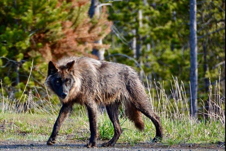Yellowstone Wildlife and Photo Upper Loop Tour West Yellowstone