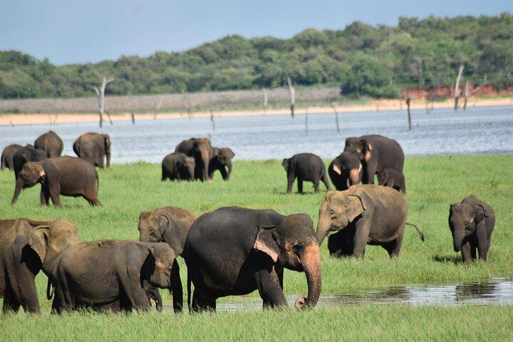 Private Jeep Safari at Minneriya National Park to Visit Elephants