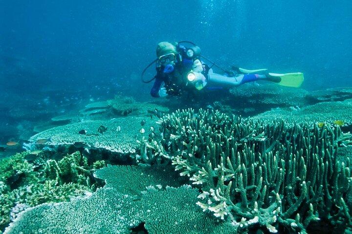 Bohol Balicasag Island Hopping and Dolphin Watching