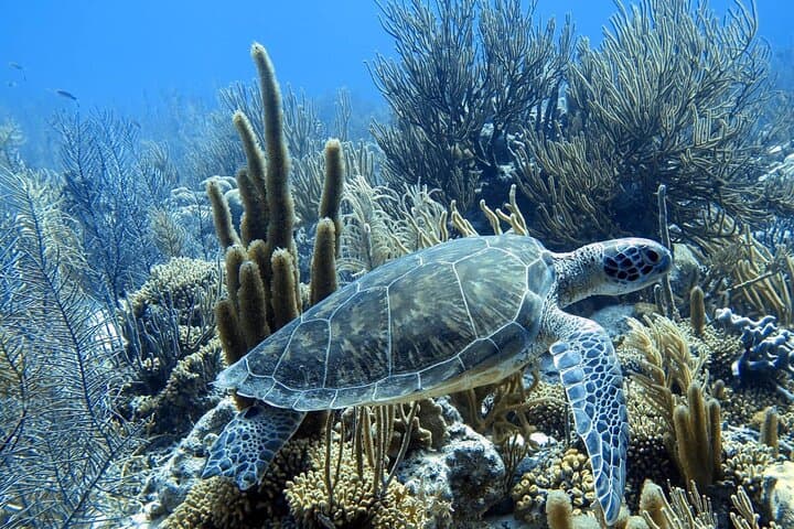 Snorkel Adventure at Bonaire Marine Park