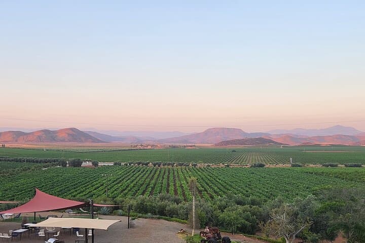 Private Valle de Guadalupe Wine Tour: All Wine Tastings Included