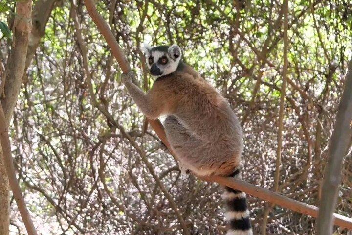 Antananarivo: Lemurs Park & City Tour
