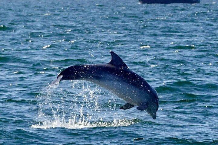 Dolphin Discovery Eco Tour