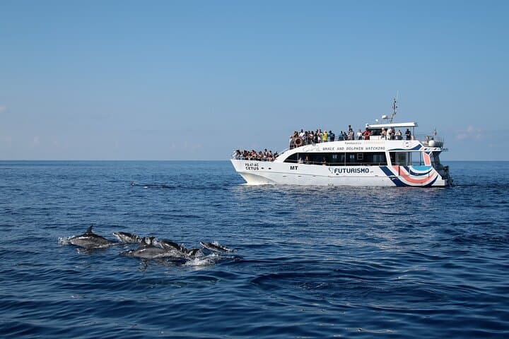 Watching of Cetaceans in Ponta Delgada on the island of São Miguel