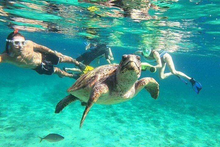 paphos:turtle-watching snorkeling sea scooter trip