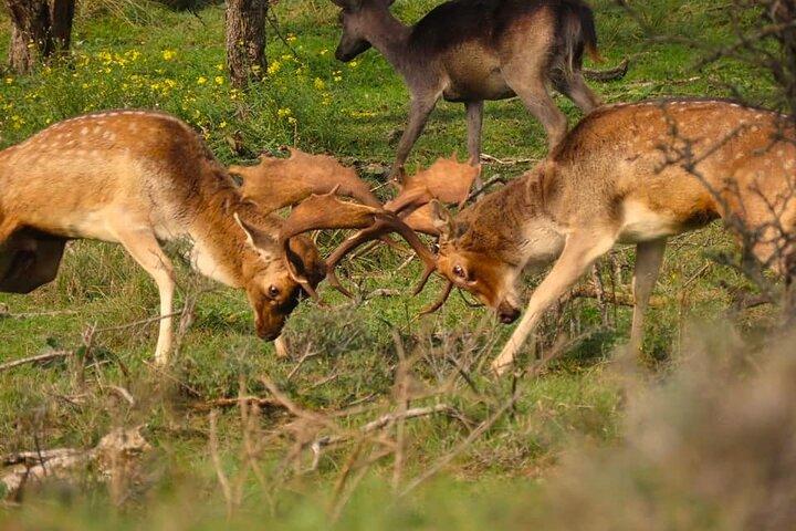 Zeeland deer roar rutting Safari NL/DE