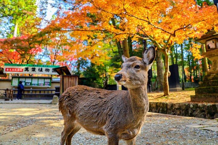World Heritage Kyoto & Nara Uji Authentic Matcha Experience
