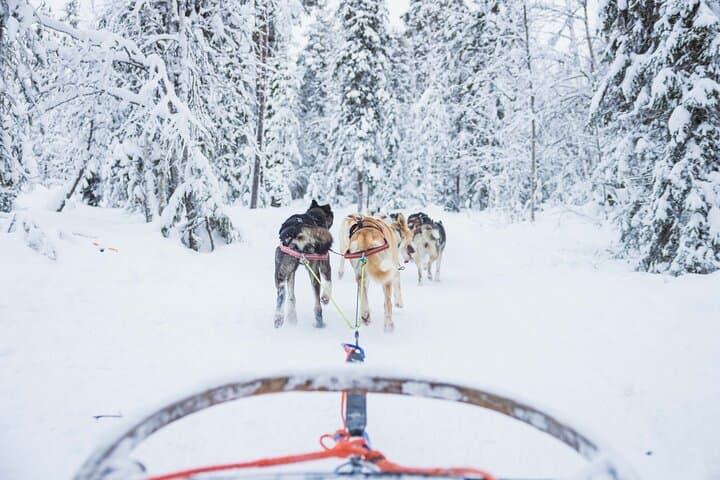 Self-driving Husky Tour 5km in Levi
