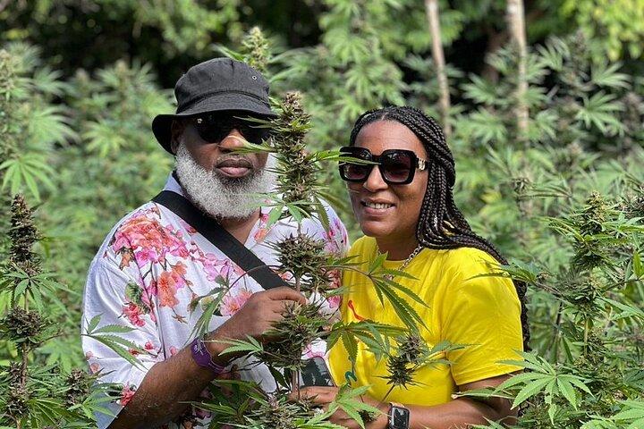 Montego Bay Exotic Herbs And Birds