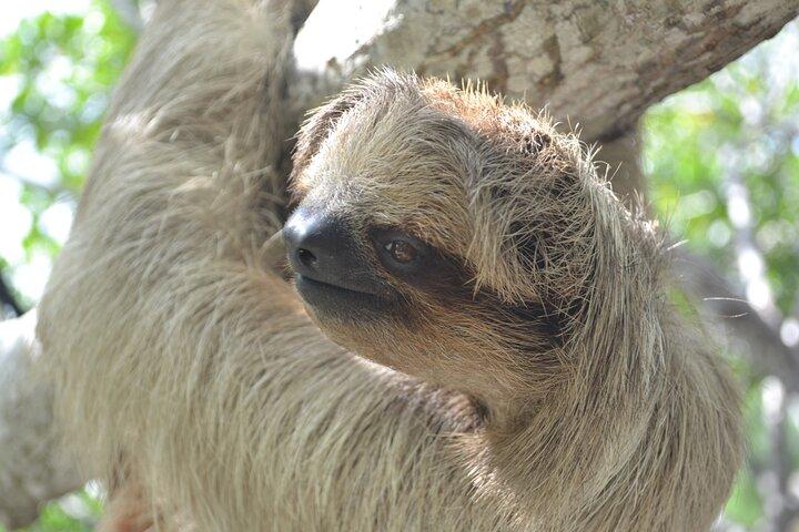 Sloth and Monkey Sanctuary Excursion in Roatan