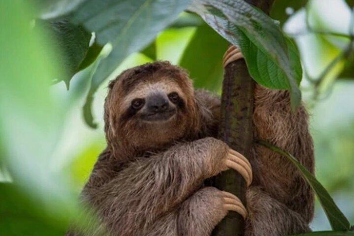 Roatán Monkey Sloth Park, Chocolate Rum & West Bay Beach Club