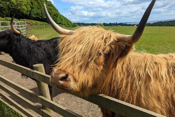 Loch Lomond, Highland Cows, Victorian Town, Castle Half-Day Tour