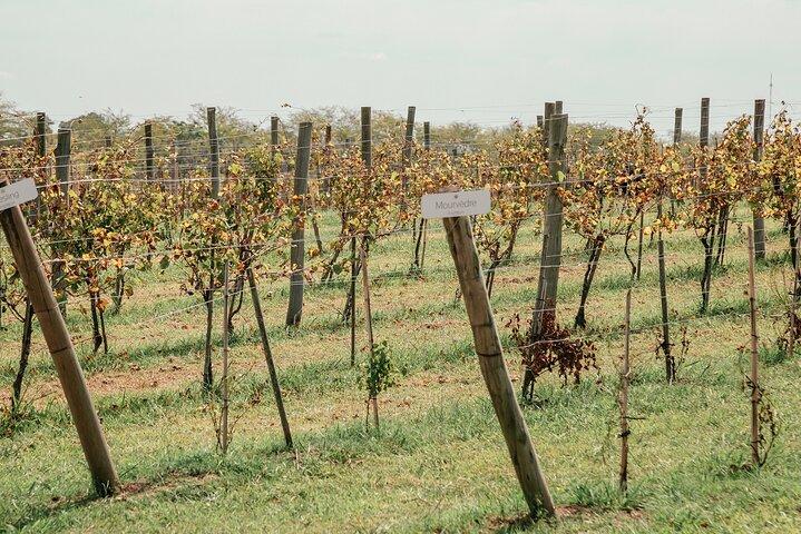 Buenos Aires Experience Winery Gamboa Tasting and Lunch.