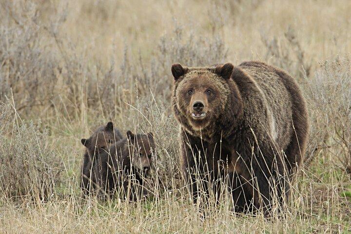 Private Small Group Yellowstone Wildlife Safari