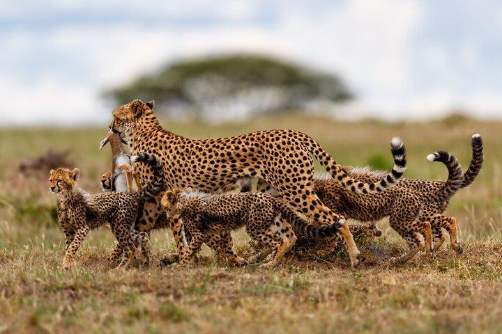 15-Day Ultimate Legends of the Wild Kenya Tanzania Safari