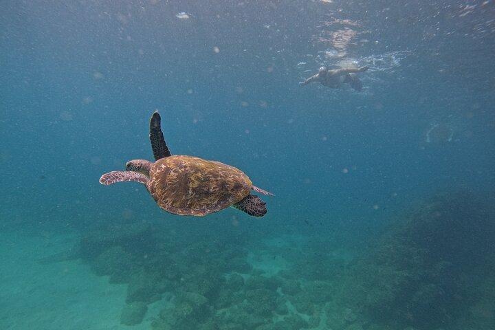 Private Snorkeling with turtles in Fujairah