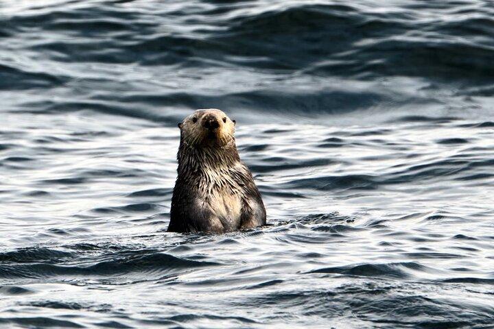 Experience Incredible Marine Wildlife Tour